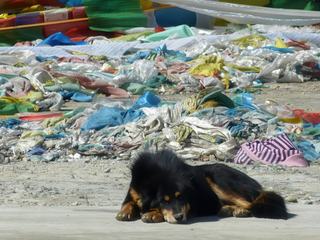 Le passe-temps préféré du dogue du Tibet est de rester coucher dans un endroit stratégique (de préférence en hauteur) et surveiller les alentours. Il a été décrit ainsi par Marco Polo: "Grand comme un âne et à la voix aussi puissante que celle d’un lion".