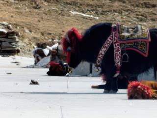 Une petite balade à dos de yak pour descendre au bord du lac sacré? Nous on préfère y aller à pied!