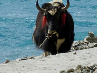 Coquet avec ses rubans rouges aux oreilles!
