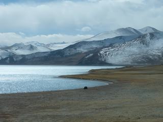 Seul, un yak broute au bord du lac.