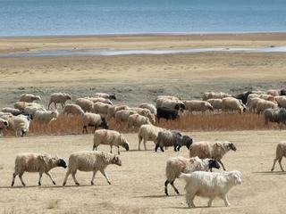 Chèvres et moutons au bord du lac sacré.