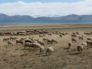 Chèvres et moutons au bord du lac sacré.