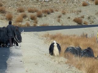 Un berger et son troupeau de yaks.
