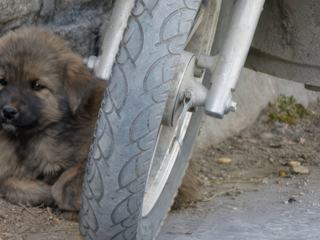 Un chiot dogue tibétain, craquant non?