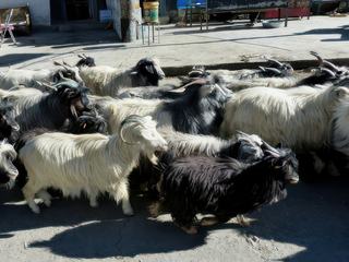Leurs longs poils les protègent du froid et du vent. la fibre du pashmînâ est prélevée sur le cou de l’animal, là où elle est la plus douce.