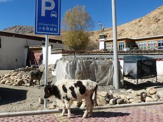 Deux tentes et deux jeunes vaches, espérons que ce soit provisoire.