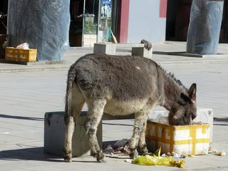 Dans une rue de Sakya, un âne cherche à manger.