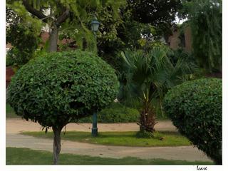 Le jardin c'est aussi de beaux arbres plantés un peu partout.