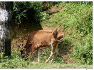 Arrêt au bord la route, cette vache a dû se blesser car elle une plaie qui n'est pas pas jolie-jolie.