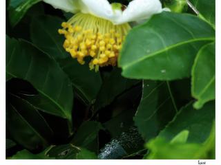 Fleur de thé.