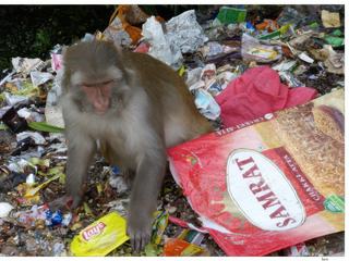 Ce macaque rhésus est en train de chercher sa nourriture parmi des immondices laissés sur le bord de la route.