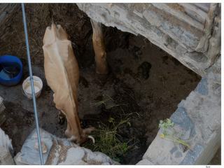 A l'étable, une vache bien maigre.