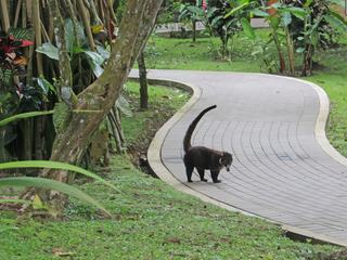ARENAL 2 - un coati nous souhaite la bienvenue