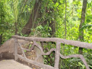ARENAL 2 - sur le sentier, un arbre aux racines envahissantes