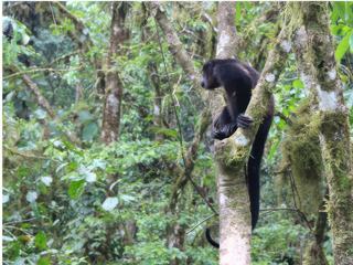 ARENAL 2 - Un singe hurleur