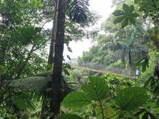 ARENAL 2 - Pont suspendu dans la forêt tropicale