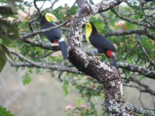 ARENAL 2 - parade amoureuse de 2 toucans