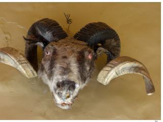 Tête de mouflon tibétain ou argali (nyan) avec ses yeux peints.