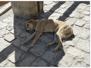 Ici, les chiens dorment le jour et aboient la nuit!