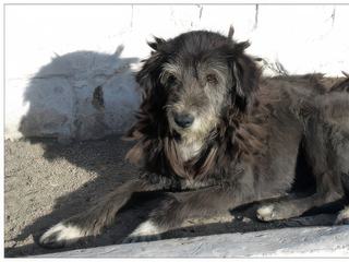Un bon chien (genre griffon) qui aurait bien besoin d'un toilettage!