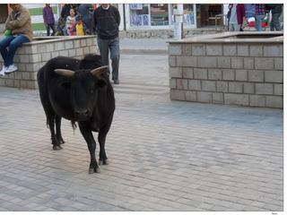 Une vache déambule tranquillement au milieu de la chaussée.