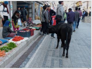 La vache est attirée par tous ces beaux produits.