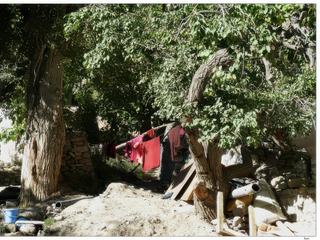 Les nonnes les plus âgées travaillent toute la journée, elles cultivent un potager où elles font pousser leurs légumes. Il y a deux bœufs, une vache et deux ânes dont il faut aussi s'occuper. Elles sont aussi chargées de l'entretien du linge du monastère de Rizong.