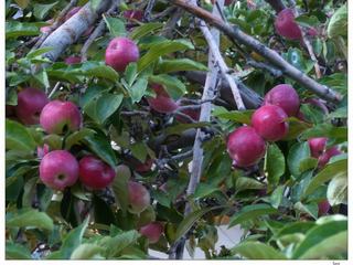 Les pommes n'ont pas encore été cueillies.