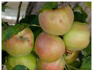 Autre variété de pommes.