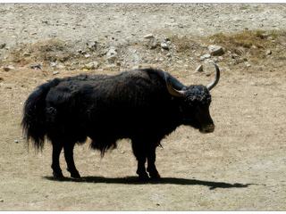 Yak domestique du propriétaire.