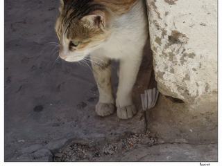 Bien seul, ce chat vient à notre rencontre...