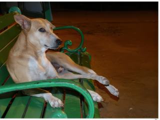 Même les chiens apprécient les bancs dans les allées!