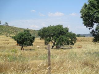Paysage de l'Alentejo.