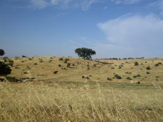 Paysage de l'Alentejo.