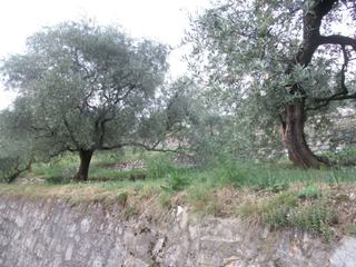 Oliviers sur Monte Isola.