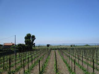 Vignes sur l'île de Mazzorbo.