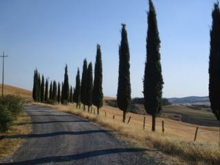 Le petit chemin qui mène à la Fattoria Lischeto, où j'ai passé la nuit.