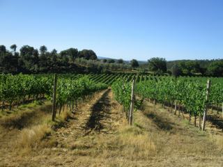Les vignobles se font de plus en plus présents.