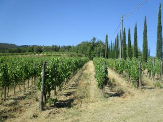 Région du Chianti.