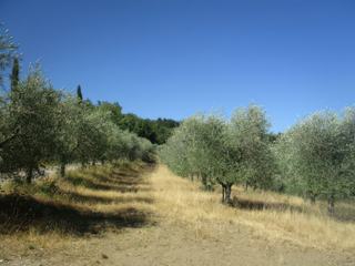 Radda in Chianti (ce n'est pas que des vignes!).