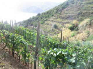 Sentier entre Monterosso et Vernazza.