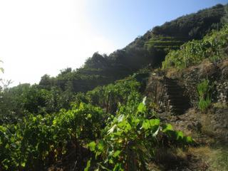 Sentier entre Monterosso et Vernazza.