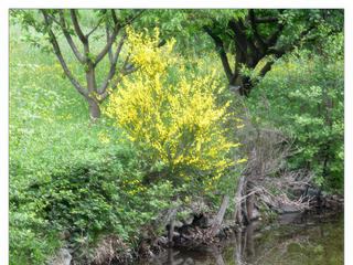 Joli reflet sur la rivière qui passe près de chez notre ami.