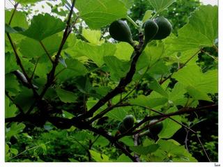 Les figues de Valleraugue.