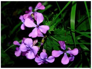 Fleurs sauvages.