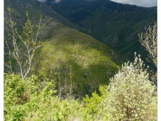 Le Mont Aigoual, sorte de montagne sacrée des Cévennes, que André Chamson appelait "cette coupole d'herbes rases", et dont la tombe se trouve sur l'un des versants de l'Aigoual.