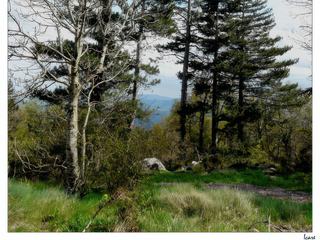 Végétation sur l'Aigoual.