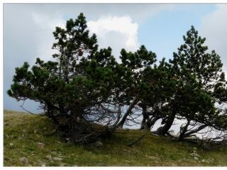 La végétation s' est adaptée au climat, remarquez la position de ces arbres.