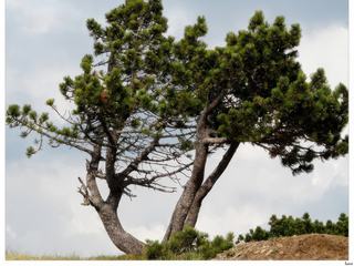 Depuis dix mille ans, sur le Mont Aigoual se sont succédé les bouleaux et les pins, puis les chênes à feuillage caduc, ensuite les hêtres, les rois du Mont Aigoual, et les sapins, avant que les graminées ne trahissent la présence de l' homme et de pâturages.