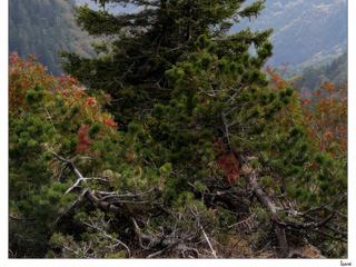 Petit à petit, le Mont Aigoual va changer de parure, il va revêtir sa robe de pourpres et d'ors.